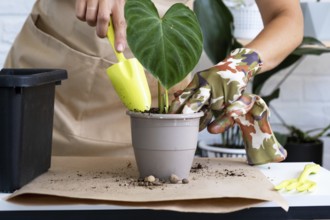 Transplanting a home plant Philodendron verrucosum into a pot. A woman plants a stalk with roots in