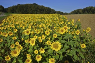 Sunflowers in the Swabian Alb, Baden-Württemberg, Germany, Sunflowers in the Swabian Alb,