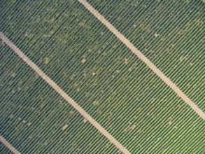 Aerial top view on extensive vineyards background