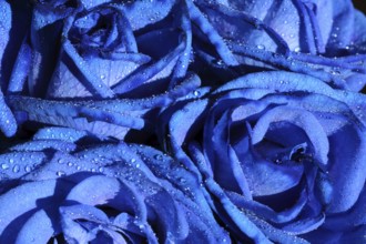Blue roses beautiful flower with drops background macro