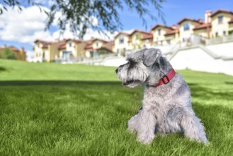 Portrait of a beautiful dog schnauzer sitting on the grass and looking into the distance in the