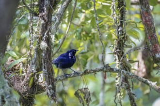 Blue-black Grassquit perched on a branch against natural background, Itatiaia, Rio de Janeiro,