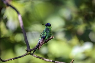 Violet-capped woodnymph perched on a branch against defocused green background, Folha Seca, Brazil,