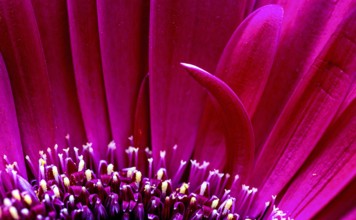 Gerbera Macro Close Up pink flower natural light