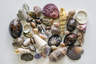 Shell and snail collection on white, Germany, Europe