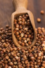Sorghum, rice