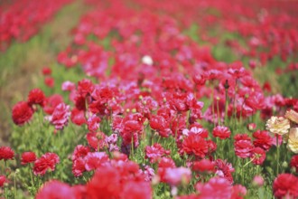 A lot of lovely blooming red buttercups. Hot Spring in the hot south