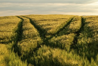 Waving grain field in golden light with two crossing vehicle tracks splitting towards the horizon,