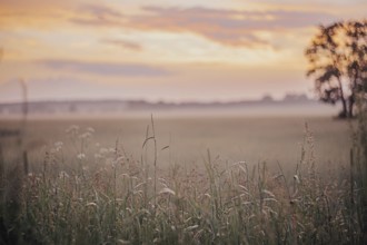 A tranquil meadow at sunrise with mist, warm colors, and a silhouetted tree on the horizon