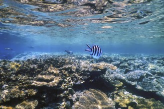 Underwater view of the coral reef, Tropical waters, Marine life