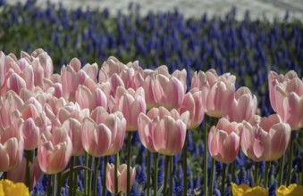 Colorful tulip flowers bloom in the garden
