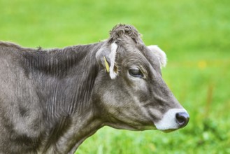 Portrait of Dairy Cattle in the Traditional Pasture Bolsternang, Germany, Europe