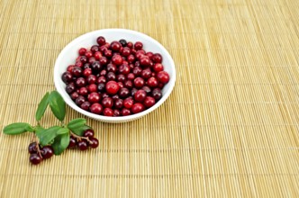 Cranberry in a white porcelain bowl, two branches with berries and green leaves on a bamboo mat