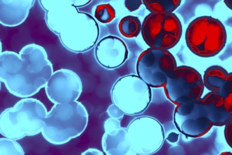 Shape of bacterial cell: cocci, bacilli, spirilla bacteria background