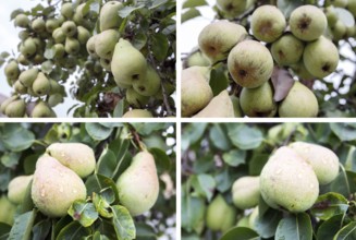 Photo combination of many green pears on a branch of a tree