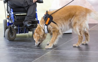 An assistance dog is trained to aid or assist an individual with a disability. Many are trained by