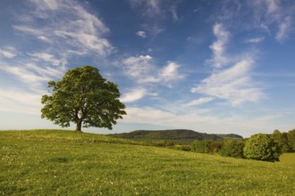 Gallows Hill - Memorial maple tree on the mystic place in Votice, Czech Republic, Europe