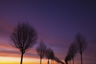 Dramatic sunset in an alley of trees