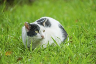 Tortoiseshell cat nestled in prairie. Shooting Location: Tokyo metropolitan area