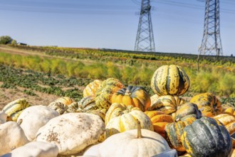 Frische Kürbisse aus biologischem Anbau und Ernte