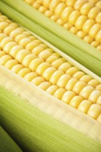 Background from corn cobs closeup