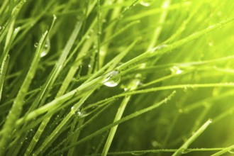 Green grass with water drops closeup backgorund
