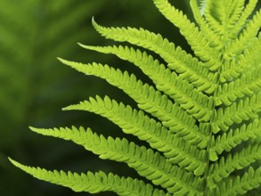 True worm fern