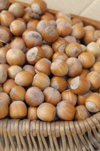 Hazelnut (Corylus 'Daria')