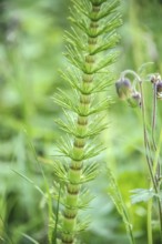 Horsetail (Equisetum giganteum), Eberswalde Forest Botanical Garden, Eberswalde, Brandenburg,
