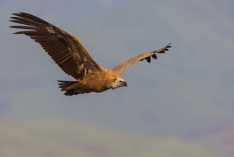 Griffon Vulture, Eurasian Griffon Vulture, Griffon Vulture, Eurasian Griffon, (Gyps fulvu), Vautour