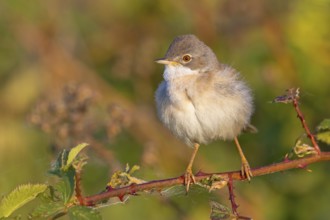 Whitethroat, common whitethroat (Sylvia communis), Fauvette grisette, Curruca Zarcera, songbird,