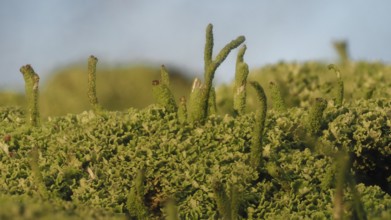 Common columnar lichen (Cladonia coniocraea)