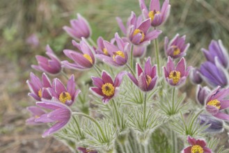 Cowslip (Pulsatilla vulgaris 'Rubra'), Späth Arboretum, Germany, Europe