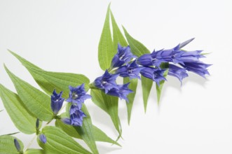 Close-up of a swallow-wort gentian against a white background