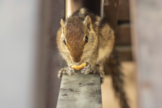 Chipmunk on a wooden beam. Animals in Induruwa, Bentota Beach, Sri Lanka, India, Asia
