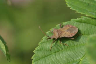 Dock bug (Coreus marginatus) on a leaf. Dock bug on a green leaf