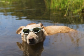 Dog with sunglasses on vacation