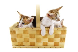 Little kitten cats in basket on white background