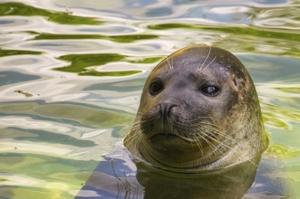Close-up view of the head of a sea seal at the berlin zoo. cute mammals that are wonderful to watch
