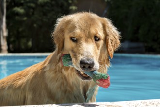 Golden Retriever in the swimming pool