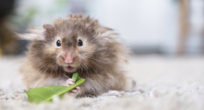 Funny fluffy Syrian hamster eats and surprised, stuffs his cheeks. Food for a pet rodent, vitamins.
