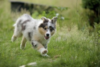 Australian Shepherd puppy