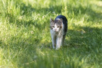 Domestic Cat Playing in Grass