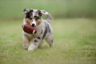 Australian Shepherd puppy