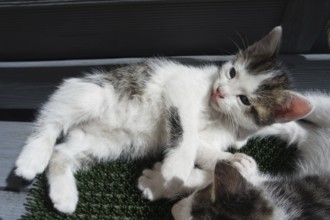 Kittens