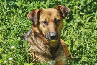 Portrait of Street Dog among the Graß Varna, Bulgaria, Europe