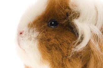 Guinea pig isolated on the white background