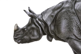 Close-up Portrait of Black Rhinoceros (Diceros Bicornis) Nyiregyhaza, Hungary, Europe