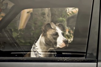 Sad dog owner waiting in the car