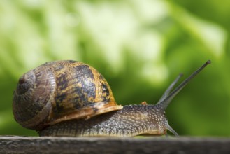 Single snail in the vegetable garden